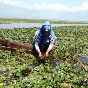 Photo Essay – Extraction of chestnuts in Kashmir
