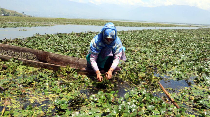 Photo Essay – Extraction of chestnuts in Kashmir