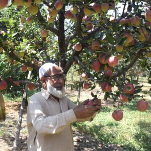 Photo essay: Apple Harvesting in Kashmir