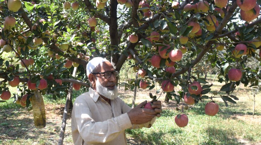 Photo essay: Apple Harvesting in Kashmir