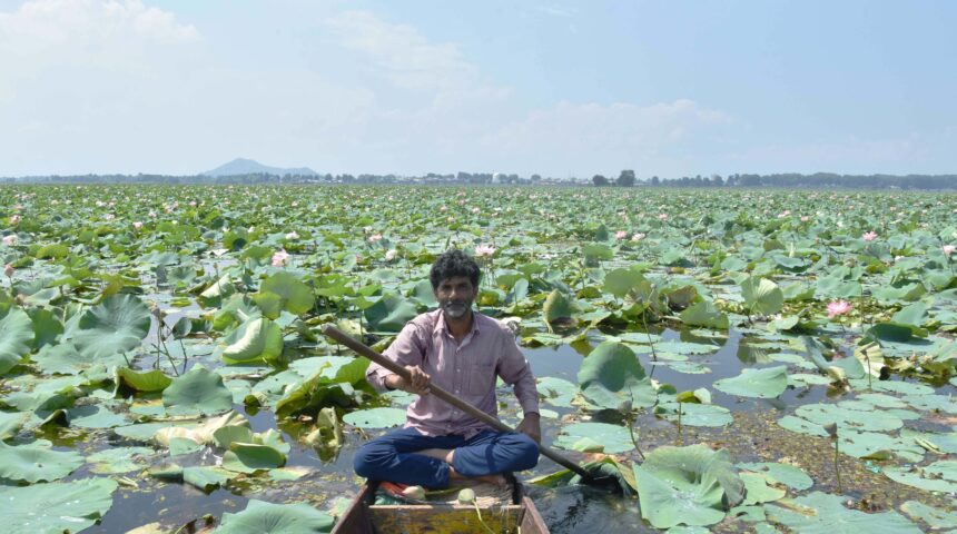 Photo Essay: Lotus in full bloom in Dal Lake