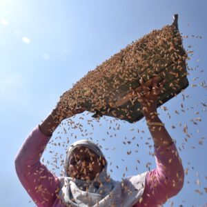 Photo Essay: Paddy harvesting in Kashmir