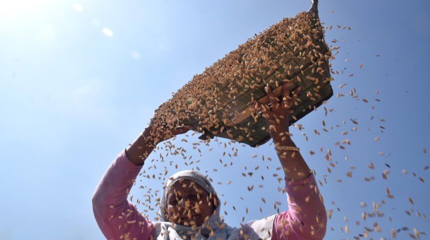 Photo Essay: Paddy harvesting in Kashmir