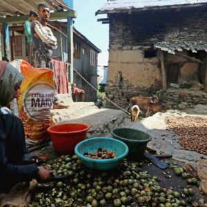 Photo Essay: Walnut (Doon) Harvesting in Kashmir