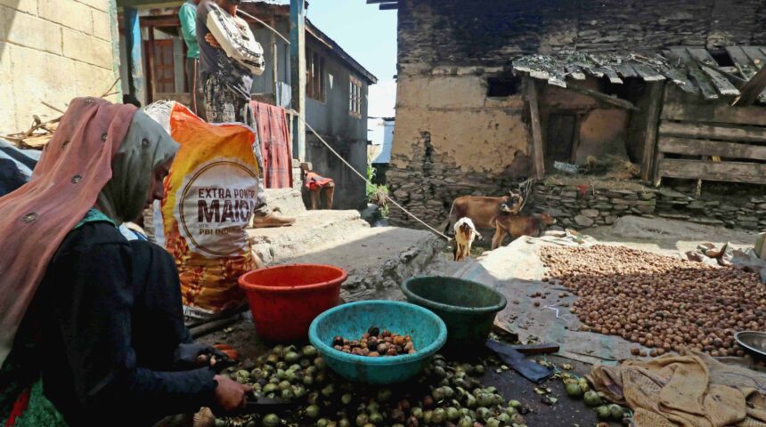 Photo Essay: Walnut (Doon) Harvesting in Kashmir