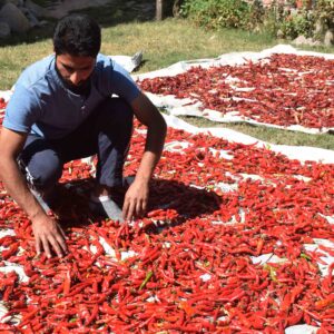 Photo Essay: Harvesting, drying of Red Chillies in Kashmir.