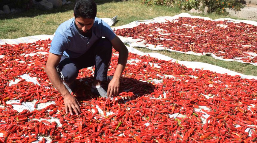 Photo Essay: Harvesting, drying of Red Chillies in Kashmir.