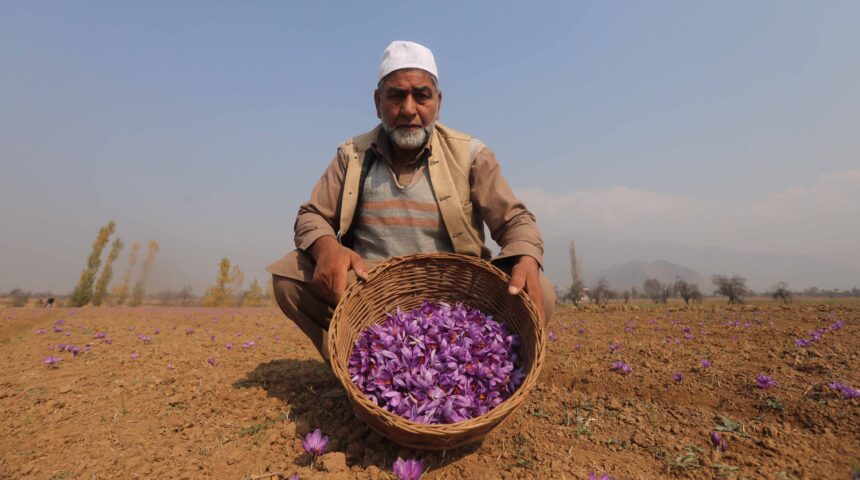 Photo Essay: Saffron Harvest in kashmir