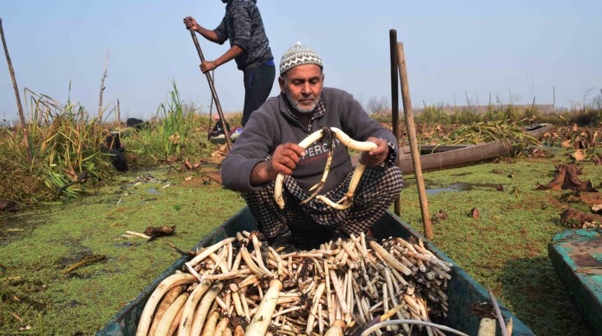 Photo Essay: Lotus-stem(Nadru) harvesting in Kashmir