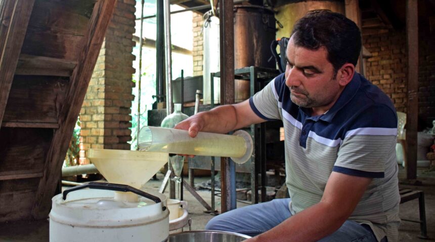 Photo Essay: Lavender Harvesting & Oil Extraction